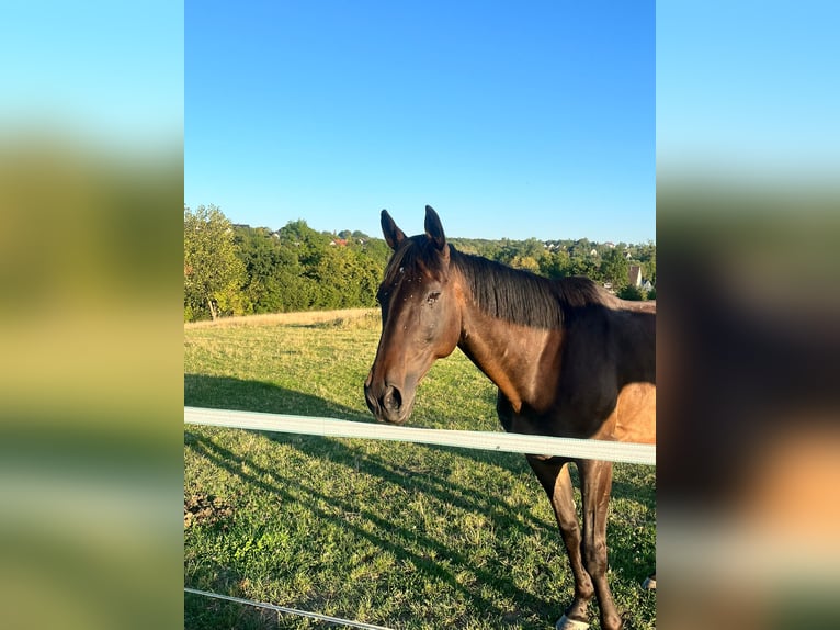 Irish Thoroughbred Gelding 12 years Smoky-Black in Messerich