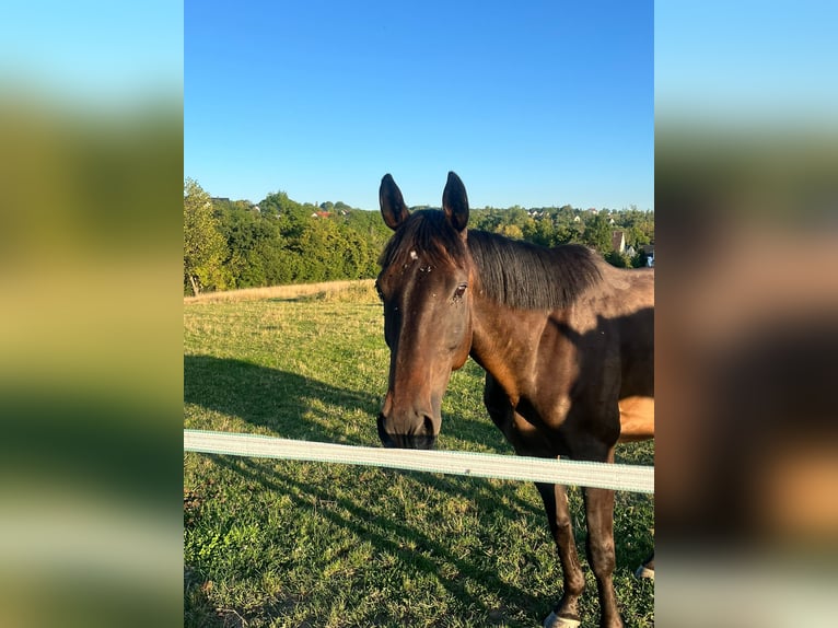 Irish Thoroughbred Gelding 12 years Smoky-Black in Messerich