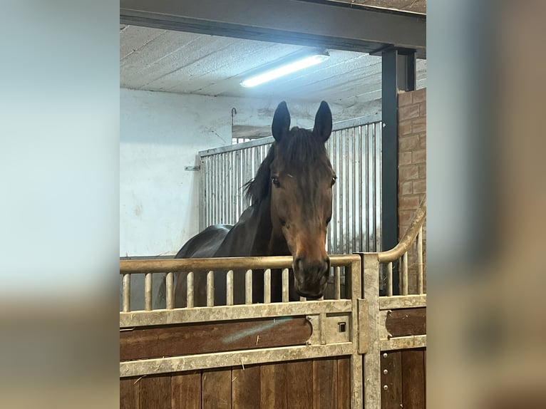 Irish Thoroughbred Gelding 12 years Smoky-Black in Messerich