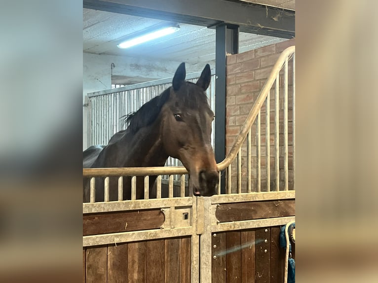 Irish Thoroughbred Gelding 12 years Smoky-Black in Messerich