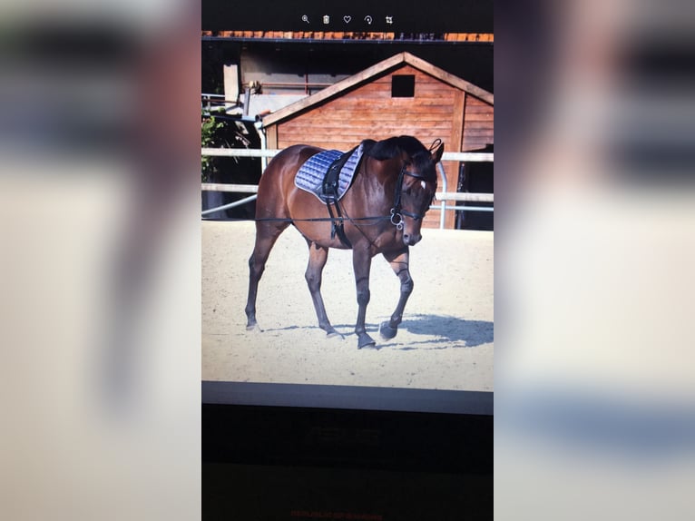 Irish Thoroughbred Gelding 13 years 16 hh Brown in Niffer