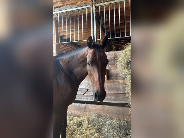 Irish Thoroughbred Gelding 13 years 16 hh Brown in Weismain