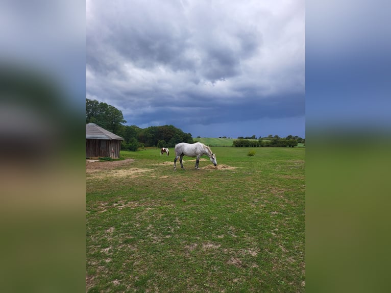 Irish Thoroughbred Mix Gelding 13 years 16 hh Grey-Dapple in Oberbarnim