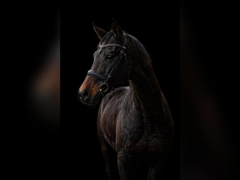 Irish Thoroughbred Gelding 14 years 15,3 hh Brown in Weismain