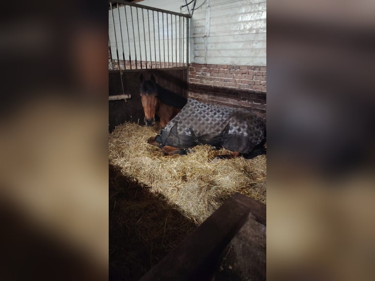 Irish Thoroughbred Gelding 14 years 16.1 hh Chestnut in Beelen