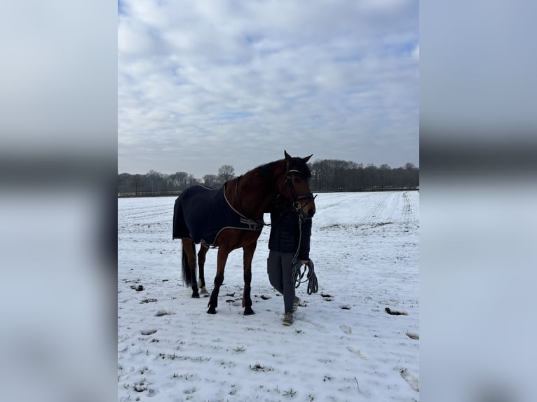 Irish Thoroughbred Gelding 14 years 16.1 hh Chestnut in Beelen