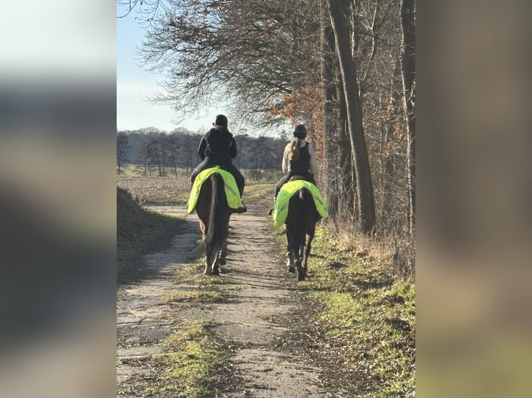 Irish Thoroughbred Gelding 14 years 16.1 hh Chestnut in Beelen