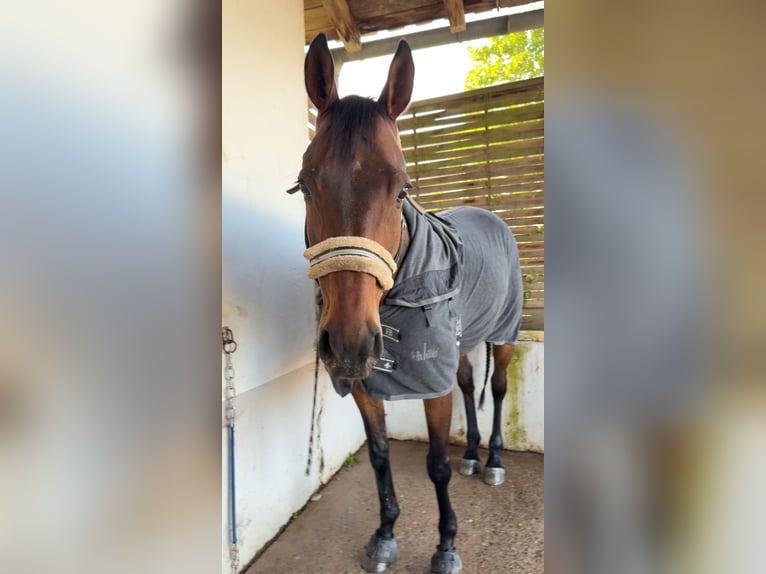 Irish Thoroughbred Gelding 14 years 16 hh Brown in WeismaiN