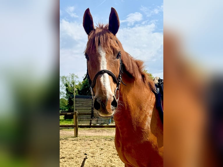 Irish Thoroughbred Gelding 14 years 16 hh Chestnut-Red in bornem