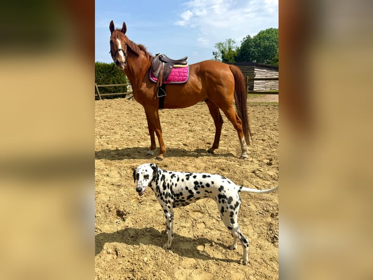 Irish Thoroughbred Gelding 14 years 16 hh Chestnut-Red in bornem