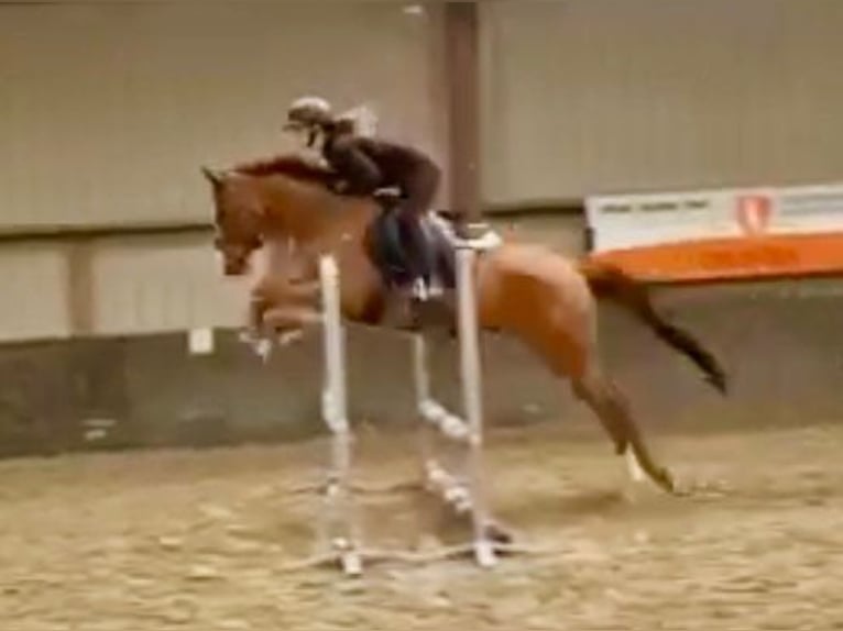Irish Thoroughbred Gelding 14 years 16 hh Chestnut-Red in bornem