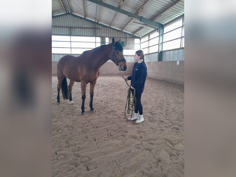 Irish Thoroughbred Gelding 14 years 16,1 hh Chestnut in Beelen