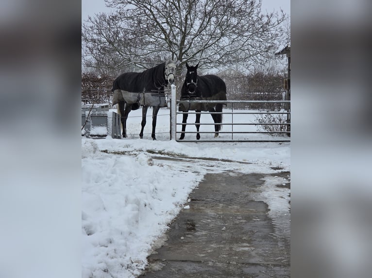 Irish Thoroughbred Gelding 15 years 16,2 hh Bay-Dark in Boxmeer