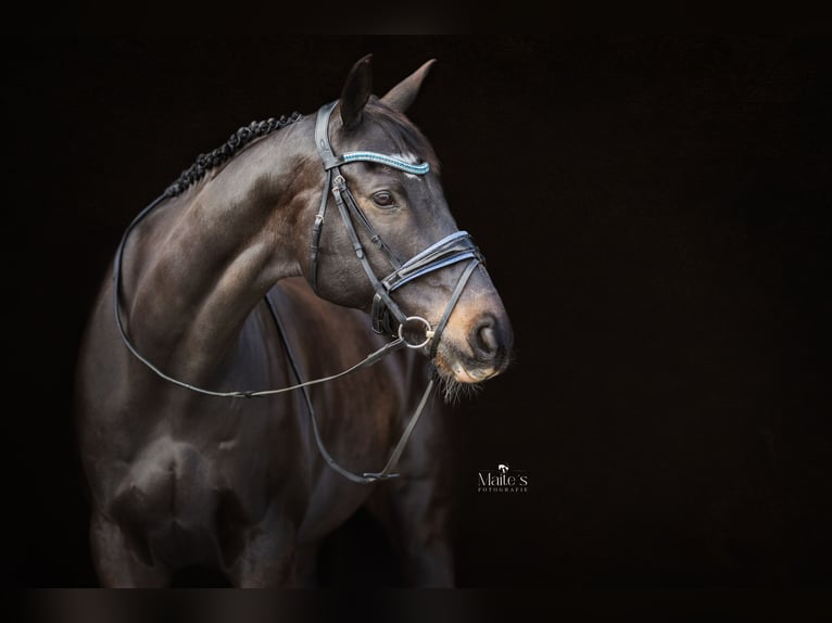 Irish Thoroughbred Gelding 15 years 16,2 hh Bay-Dark in Boxmeer