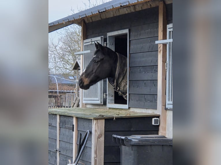 Irish Thoroughbred Gelding 15 years 16,2 hh Bay-Dark in Boxmeer