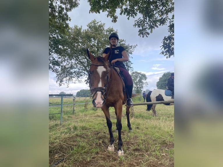 Irish Thoroughbred Gelding 16 years 16,1 hh Brown in Rastede