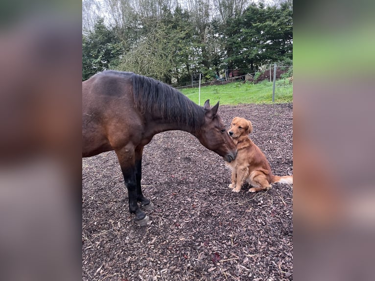 Irish Thoroughbred Gelding 17 years 14,3 hh Bay-Dark in Schlichting