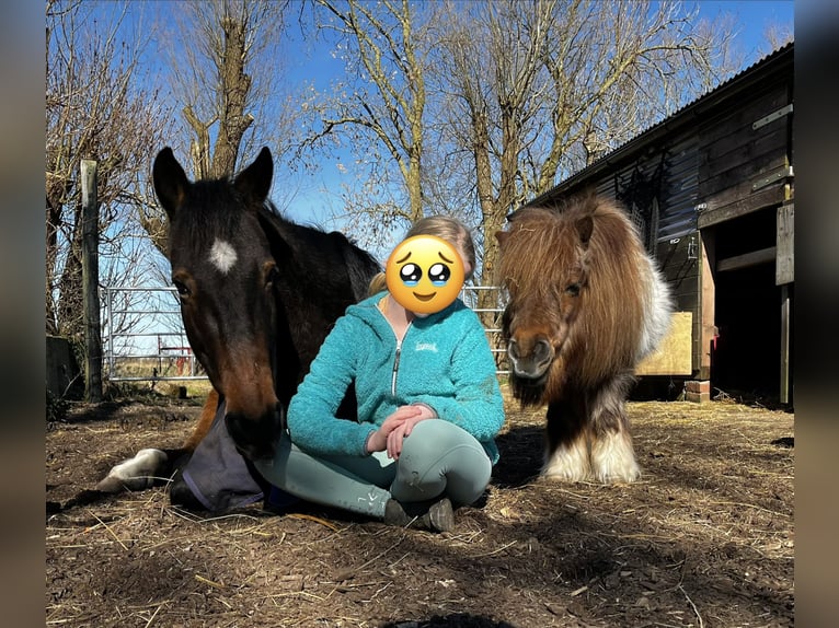 Irish Thoroughbred Gelding 17 years 14,3 hh Bay-Dark in Schlichting