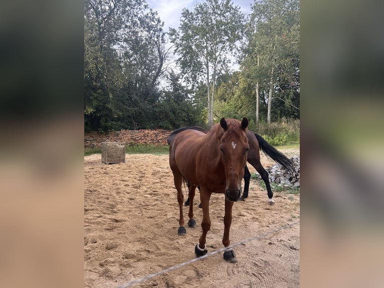 Irish Thoroughbred Gelding 18 years 16,2 hh in Elsterwerda