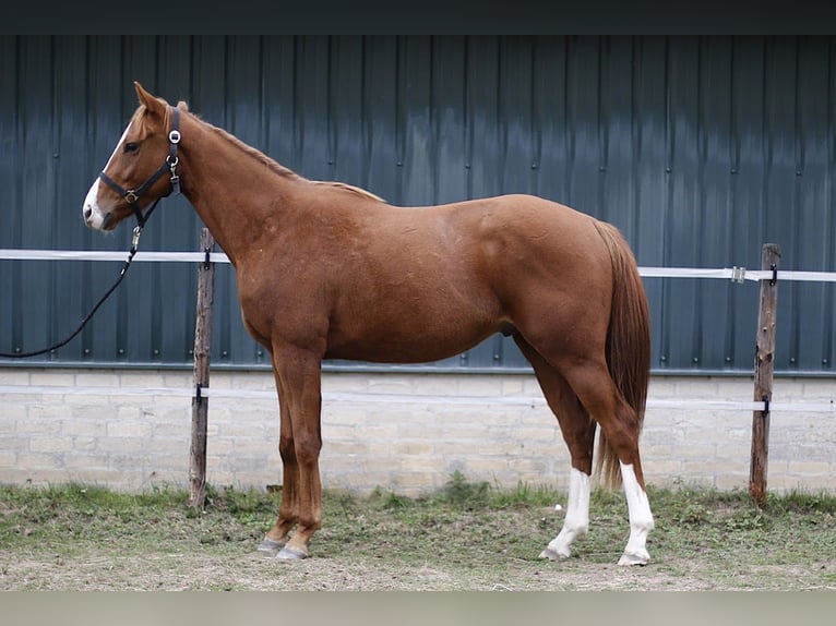 Irish Thoroughbred Gelding 2 years 15,2 hh Sorrel in Sittard Irish Thoroughbred Gelding 2 years 15,2 hh Sorrel in Sittard