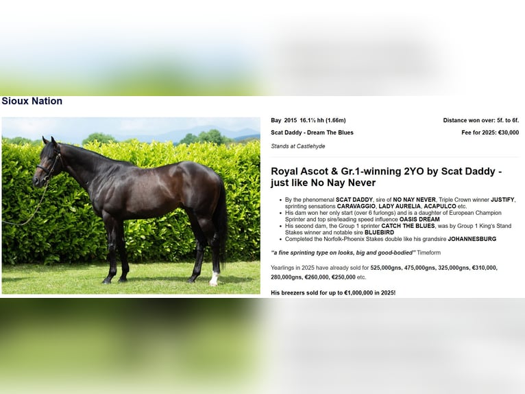 Irish Thoroughbred Gelding 3 years 15,2 hh Sorrel in Sittard