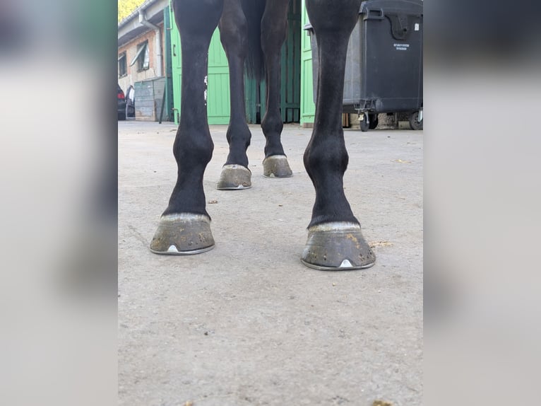 Irish Thoroughbred Gelding 3 years Bay-Dark in Warszawa