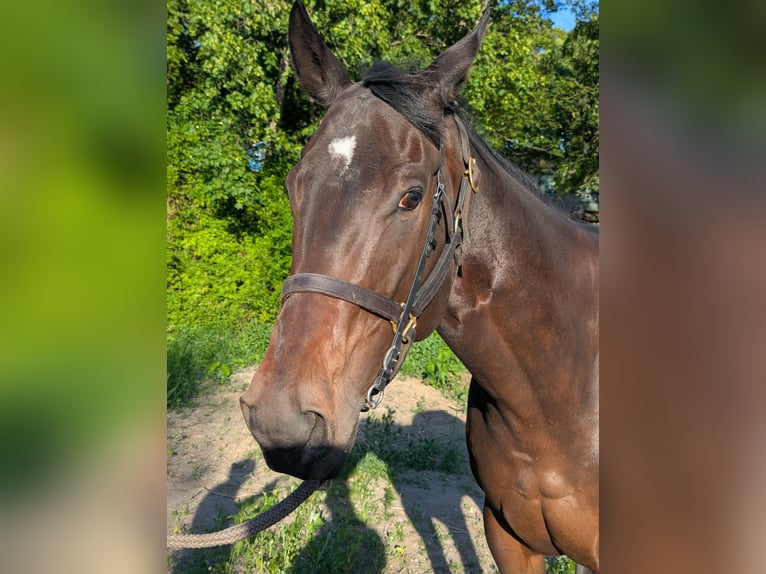 Irish Thoroughbred Gelding 3 years Bay-Dark in Warszawa