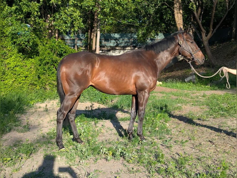 Irish Thoroughbred Gelding 3 years Bay-Dark in Warszawa