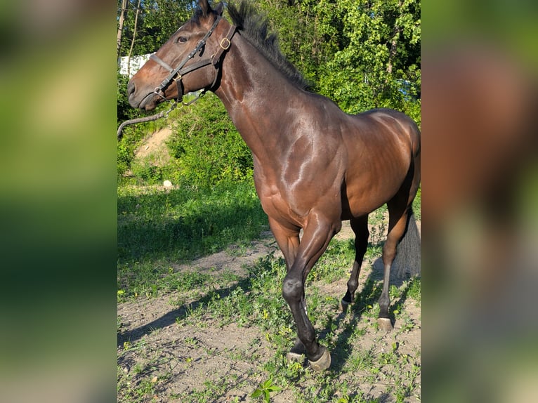 Irish Thoroughbred Gelding 3 years Bay-Dark in Warszawa