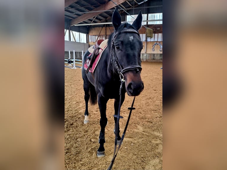 Irish Thoroughbred Gelding 4 years 15,2 hh Brown in Arnegg