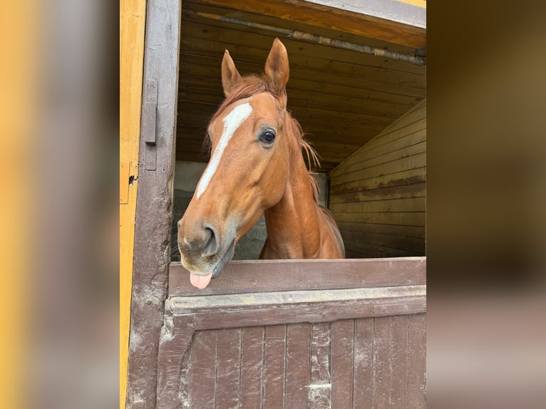 Irish Thoroughbred Gelding 4 years 16,2 hh Chestnut-Red in Muggiò