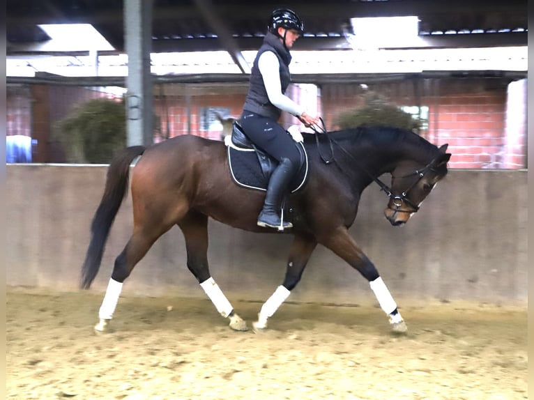 Irish Thoroughbred Mix Gelding 4 years 16 hh Brown in uelsen