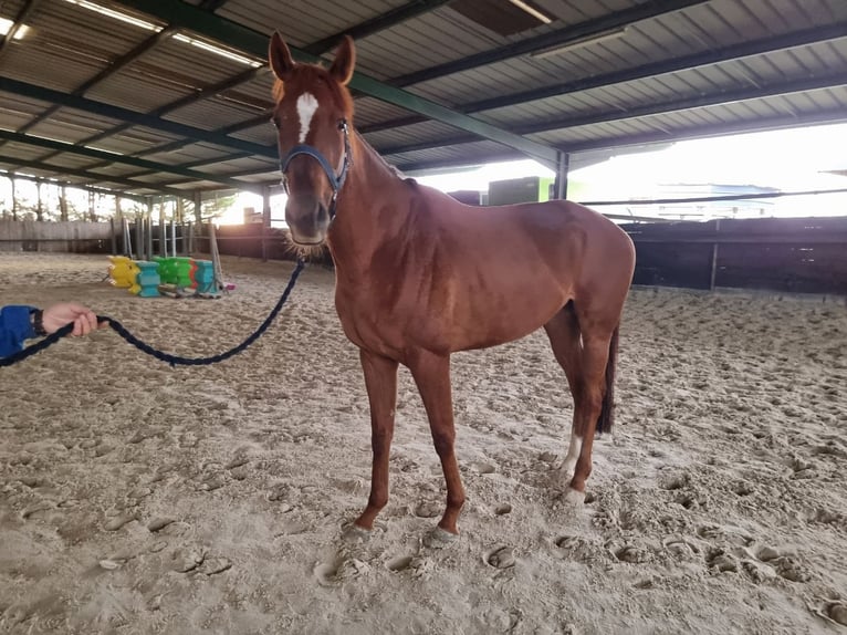 Irish Thoroughbred Gelding 4 years 16 hh Chestnut-Red in Vernon