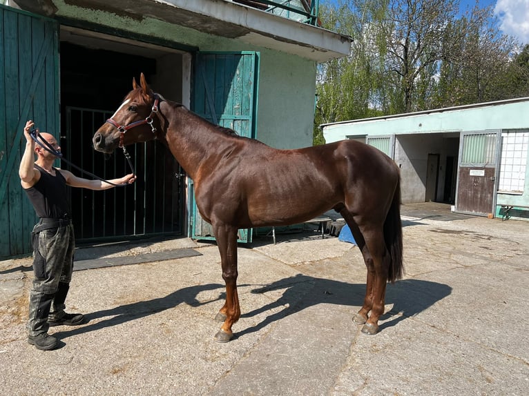 Irish Thoroughbred Gelding 4 years 16 hh  in Pfyn