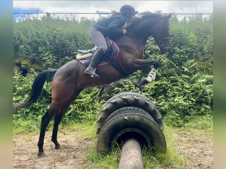 Irish Thoroughbred Gelding 5 years 15.2 hh Bay in Newry