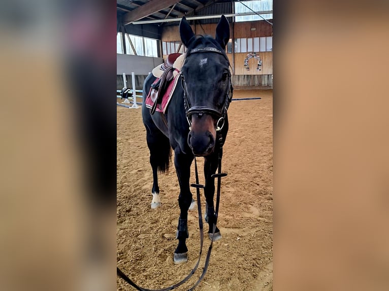 Irish Thoroughbred Gelding 5 years 15,2 hh in Arnegg