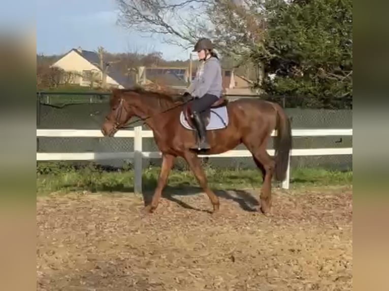 Irish Thoroughbred Gelding 5 years 15,1 hh Chestnut-Red in Heusden zolder