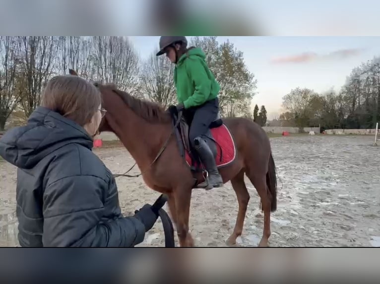 Irish Thoroughbred Gelding 5 years 15,1 hh Chestnut-Red in Heusden zolder