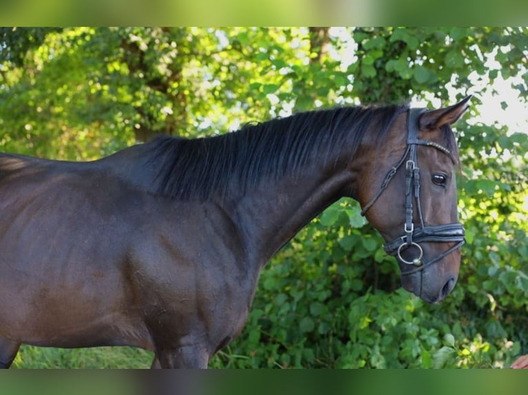 Irish Thoroughbred Gelding 5 years 15,2 hh Bay-Dark in Lutherstadt Eisleben