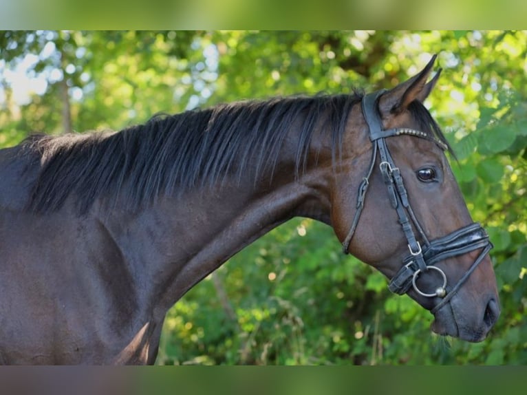 Irish Thoroughbred Gelding 5 years 15,2 hh Bay-Dark in Lutherstadt Eisleben