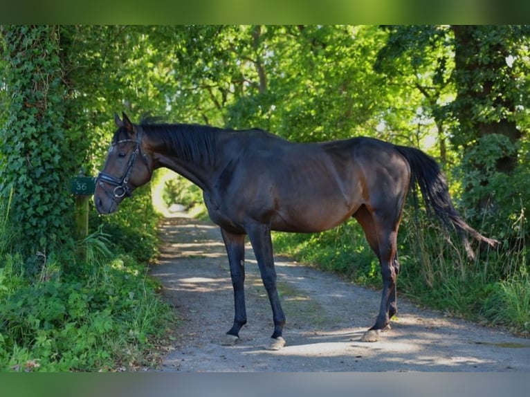 Irish Thoroughbred Gelding 5 years 15,2 hh Bay-Dark in Lutherstadt Eisleben