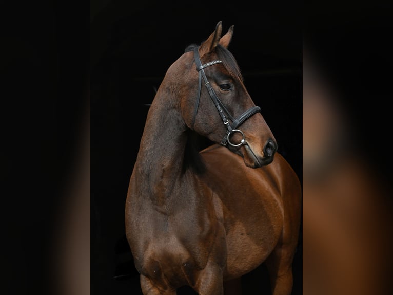 Irish Thoroughbred Gelding 5 years 15,2 hh Brown in Seeon-Seebruck