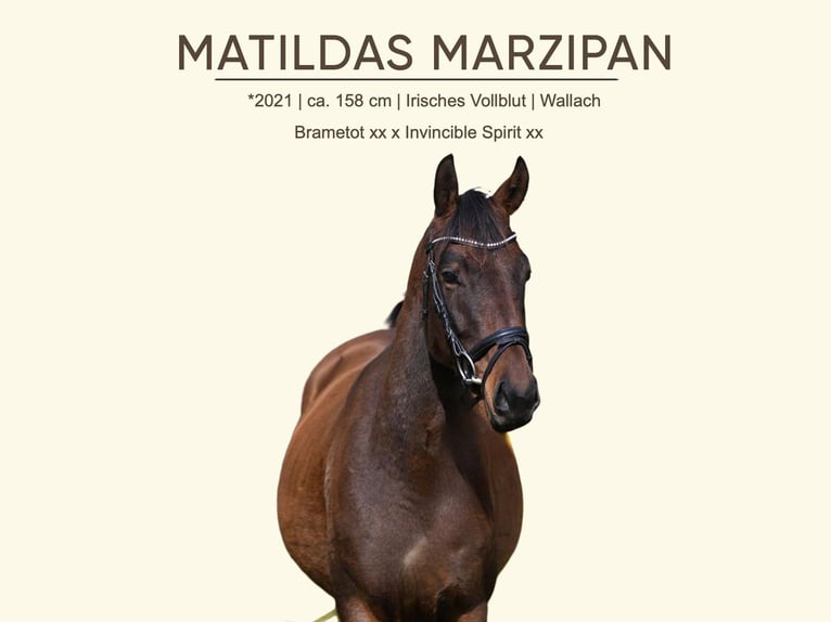 Irish Thoroughbred Gelding 5 years 15,2 hh Brown in Seeon-Seebruck