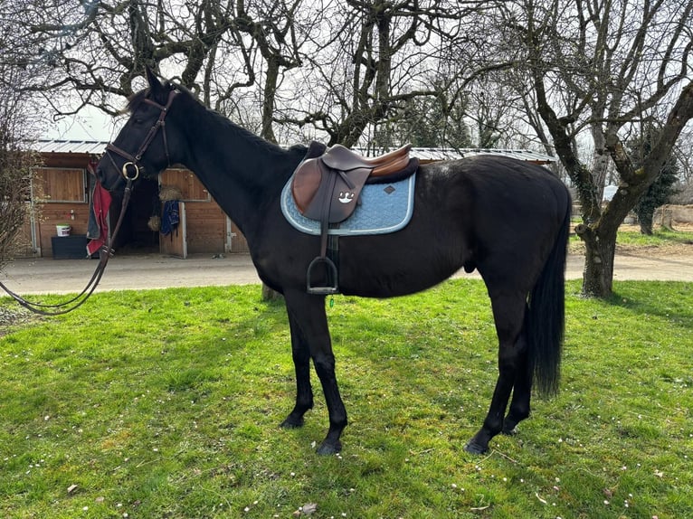 Irish Thoroughbred Gelding 5 years 16 hh Black in coinsins