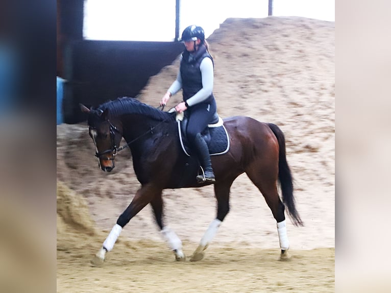 Irish Thoroughbred Mix Gelding 5 years 16 hh Brown in uelsen