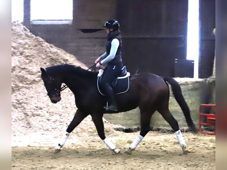 Irish Thoroughbred Mix Gelding 5 years 16 hh Brown in uelsen