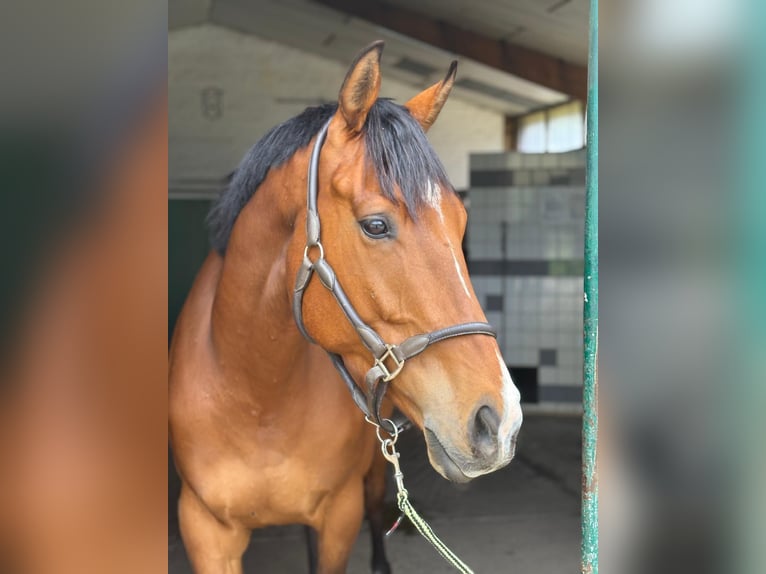 Irish Thoroughbred Gelding 5 years 16,1 hh Brown in Itzehoe