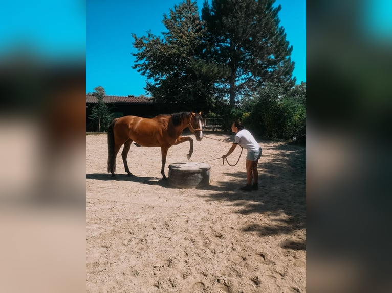 Irish Thoroughbred Gelding 6 years 15.2 hh Brown in Schönkirchen-Reyersdorf