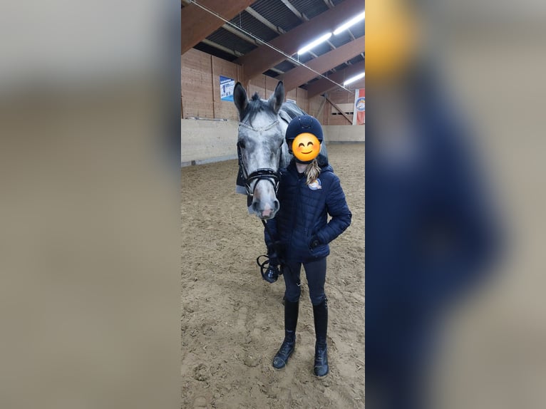 Irish Thoroughbred Gelding 6 years 15,2 hh Grey-Dapple in Beselich