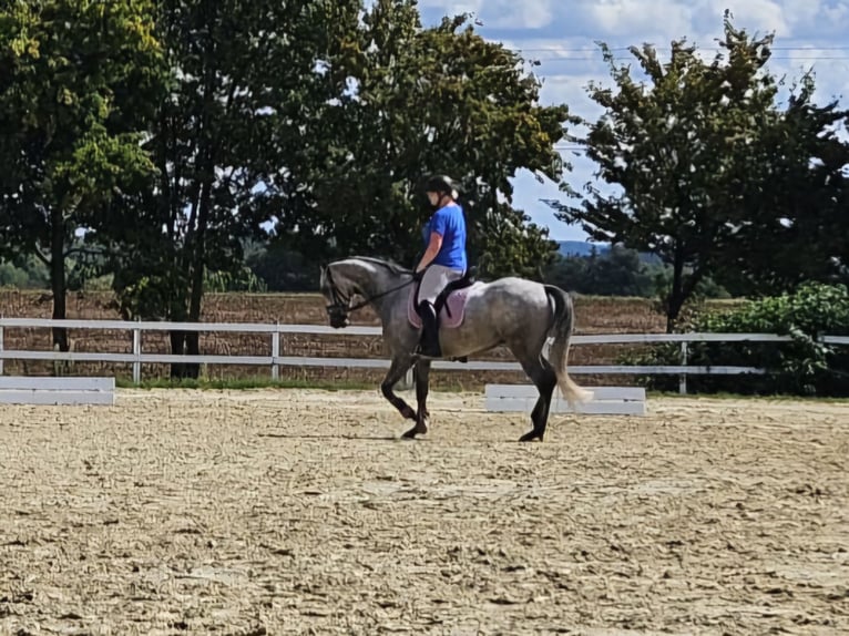 Irish Thoroughbred Gelding 6 years 15,2 hh Grey-Dapple in Beselich